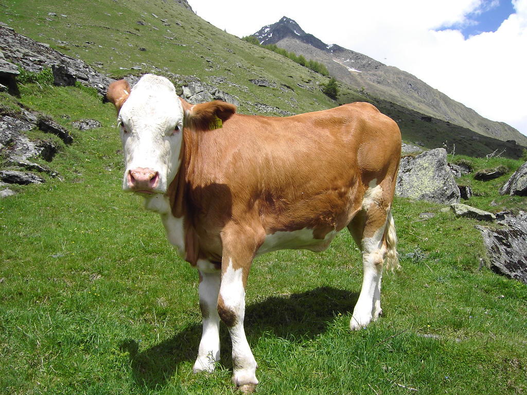 Hansenhof Prägraten Dış mekan fotoğraf